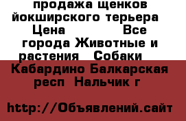 продажа щенков йокширского терьера › Цена ­ 25 000 - Все города Животные и растения » Собаки   . Кабардино-Балкарская респ.,Нальчик г.